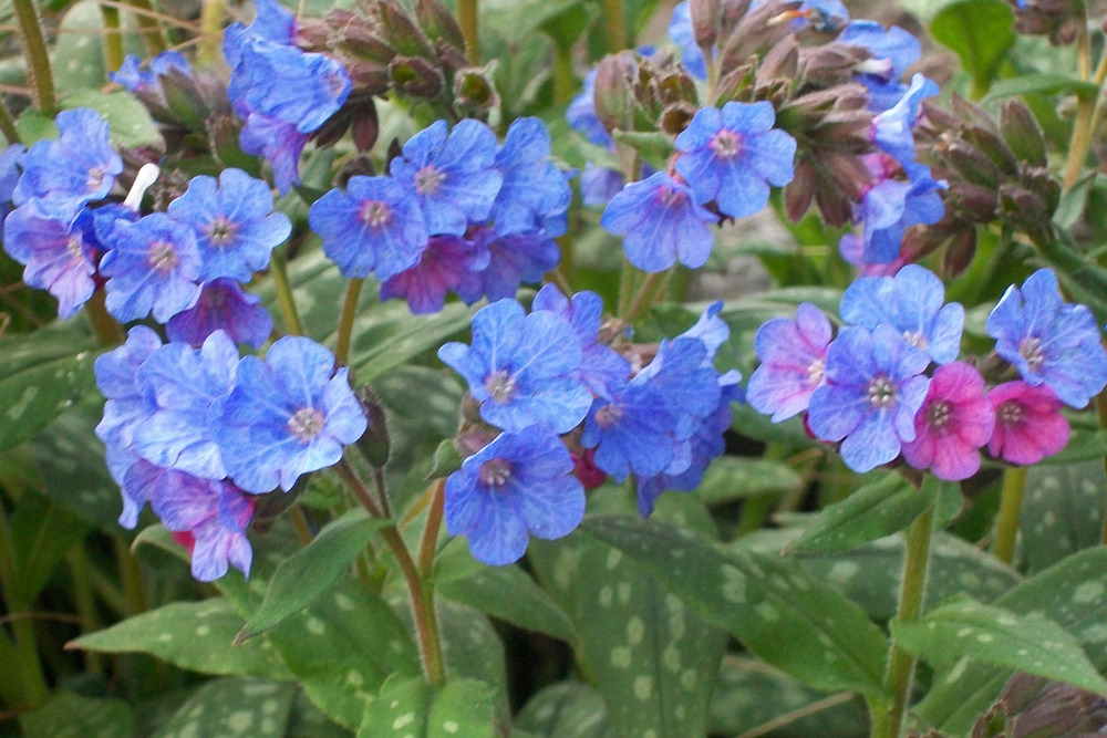 MIODUNKA 'SMOKEY BLUE' - - byliny - owocoweogrody.pl
