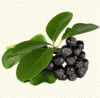 ARONIA